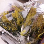 MIMOSE (3)