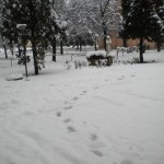 alz 025