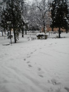 alz 025